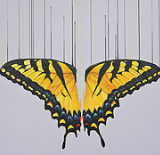 "Kissed by the Sun " By Louise McNaught